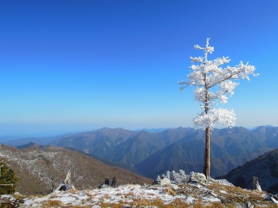 枯れ檜に霧氷の花が咲いた。（奥峰）