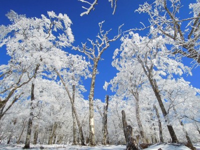 奥ワサビ源流の森。
