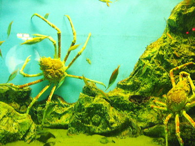 〇 進化したカニ、死んじゃうよ