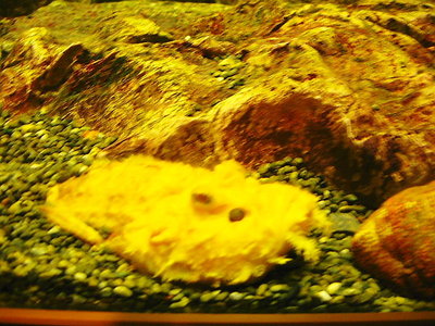 〇 黄金オコゼにお金持ちに成れるよう見てました