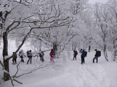 ブナを愛でるヤブコギ面々