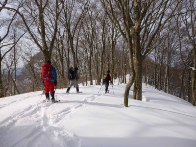美しいブナ林をゆく