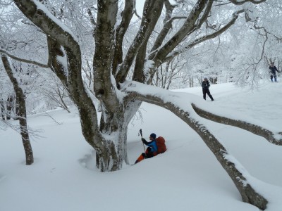 ノロ尾の高の主