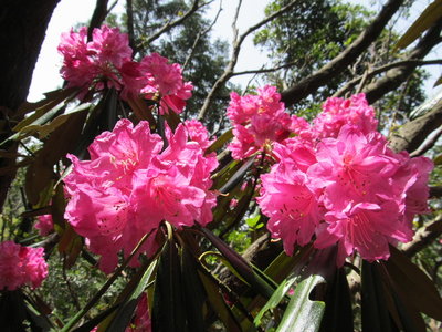 IMG_1966.JPG (286.65 KiB) 閲覧された回数 3836 回 濃いピンク