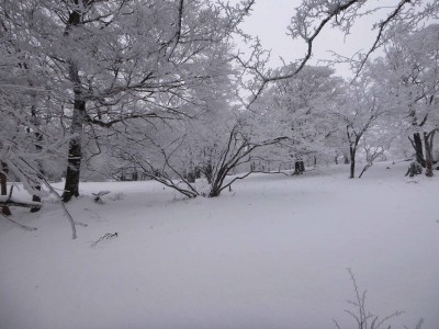 13 02 16_5936.jpg (366 KiB) 閲覧された回数 6077 回 桧塚奥峰近くの雰囲気のいい森