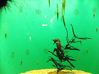 〇 僕らはこの島にしか住むところが無いの