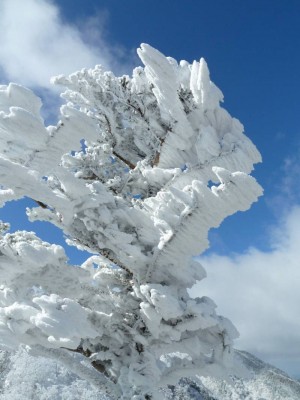 山上のエビの尻尾（山日和さん提供）