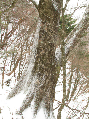 ミズナラの大木