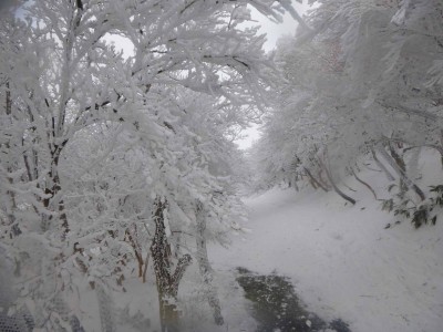 山頂遊歩道の樹氷