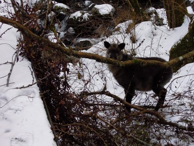 水越谷出合で遇った角不ぞろいのカモちゃん(1/19)