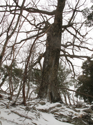 滝見尾根のミズナラ