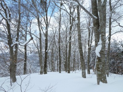 いちおうブナ林