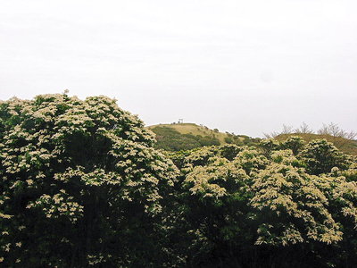 〇 アセビが山頂を席巻しだした