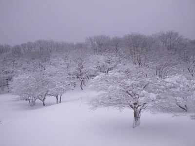 IMGP5394.JPG (56.49 KiB) 閲覧された回数 8008 回 稜線上の平坦地