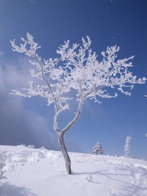 IMGP5415.JPG (85.23 KiB) 閲覧された回数 8003 回 裏山