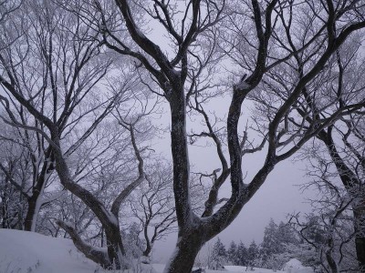 IMGP5453.JPG (138.04 KiB) 閲覧された回数 8010 回 777標高点(奥山)