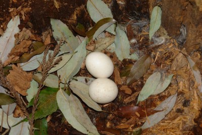 養老界隈のふくろうしゃんは３月３日頃が産卵日