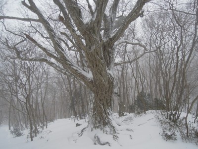 大シデ.jpg (383.75 KiB) 閲覧された回数 9338 回 雪の大シデ