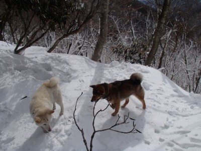 P3030024_512.jpg (44.42 KiB) 閲覧された回数 1888 回 inu