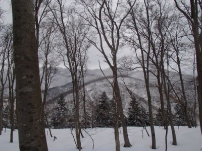 P3030013_512.jpg (59.41 KiB) 閲覧された回数 1890 回 木々の間から