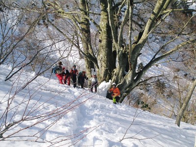 巨木だよ.JPG (318.17 KiB) 閲覧された回数 8313 回 ●この樹が一番の巨樹なのかな