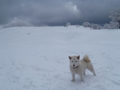 テーブルランドのカイ君.jpg (20.02 KiB) 閲覧された回数 1807 回 ホワイト家のカイ君はテーブルランドでモテモテ
