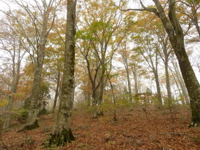 11月の芦谷～三国間のブナ林