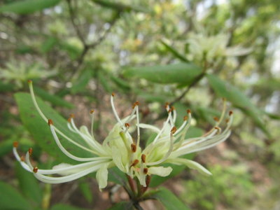 ヒカゲツツジ　変異株