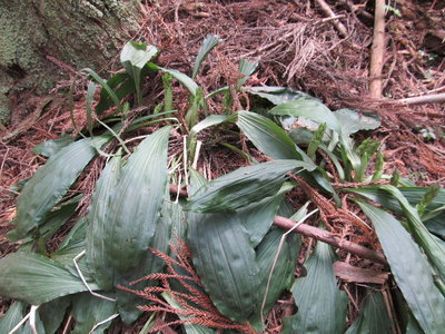 エビネ　今年は遅れてるなぁ