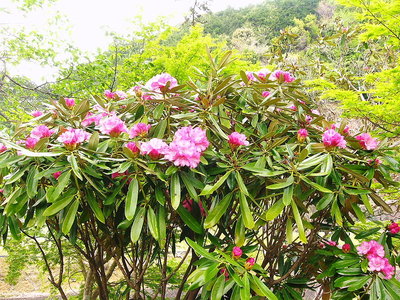 〇 石楠花も花付が良いみたいです