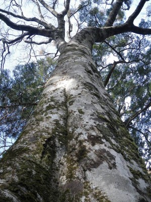 IMGP5590.JPG (258.25 KiB) 閲覧された回数 6200 回 ブナの大木