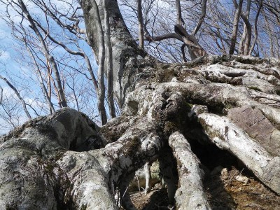 IMGP5633.JPG (154.13 KiB) 閲覧された回数 6200 回 古ヶ丸山から八景山へ