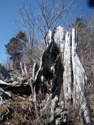 大熊落とし上の古い切り株