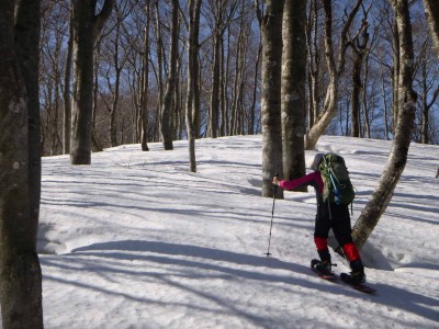 ブナ林の中のバーチャリさん
