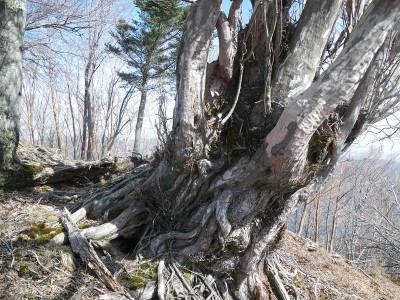 大熊落としに向かう尾根