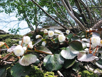 ●下山時のシロウチワ
