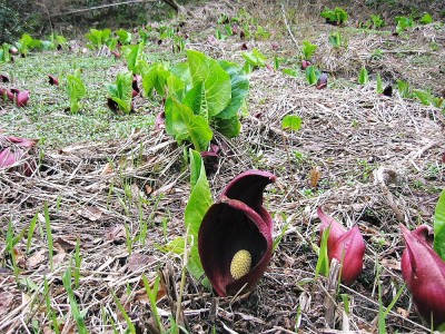 ●帰りのミヤゲ、ザゼンソウ