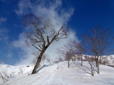 ダイレクト尾根にあるブナの木