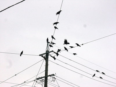 〇 カラスも見てると、とまる位置順位があるみたいだね