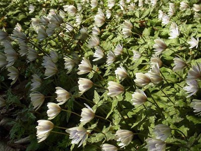 昨日は花見でした。