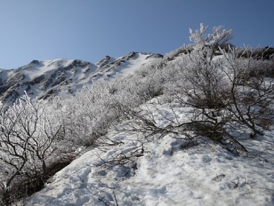 daisen1080.jpg (177.78 KiB) 閲覧された回数 4537 回 霧氷越しの頂上稜線