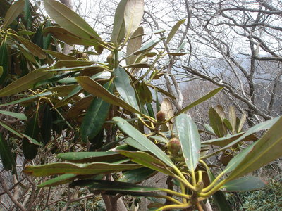 石楠花はこんな状態