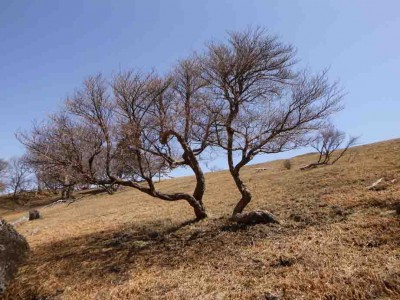 P1020680_1.jpg (89.87 KiB) 閲覧された回数 4135 回 ヒキウス平