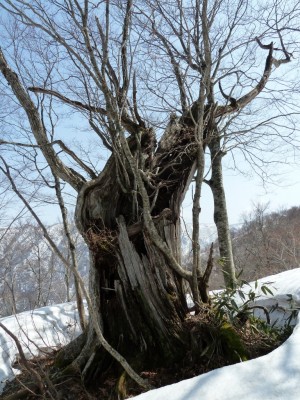 枯れてなければ凄い巨木