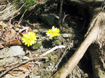 ●今年の福ちゃんはコレだけ。