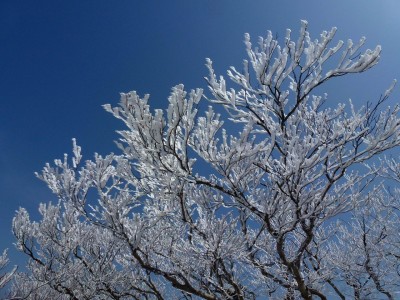 小さいながらも樹氷が見られる