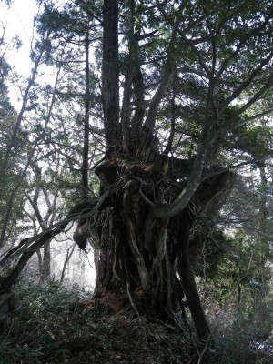 IMGP6455.JPG (183.91 KiB) 閲覧された回数 8578 回 尾根上の老桧