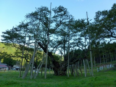 根尾の淡墨桜－何ともでかいですね