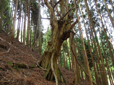 IMG_3799.jpg (188.58 KiB) 閲覧された回数 11576 回 蜂の巣谷の植林地の木