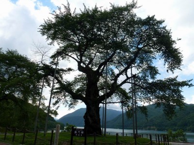 庄川桜－2012/7なので花はついていません